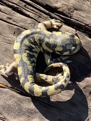Ambystoma mavortium