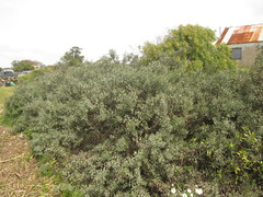 Colletia paradoxa