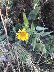 Verbesina encelioides