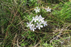Phlox douglasii