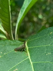 Potnia diringshofeni