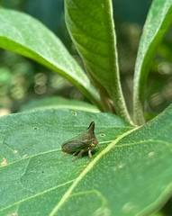 Potnia diringshofeni