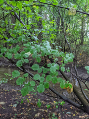 Corylus avellana