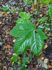 Acer pseudoplatanus