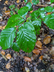 Fagus sylvatica