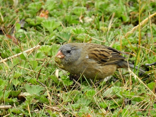 Plain-colored Seedeater (Catamenia inornata), photo 3