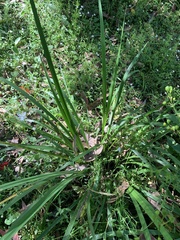 Libertia paniculata