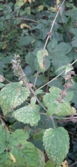 Stachys sylvatica