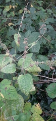 Stachys sylvatica
