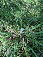 Libertia paniculata
