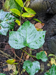 Hedera helix