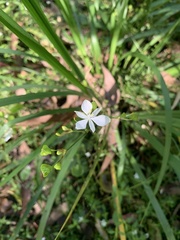 Libertia paniculata