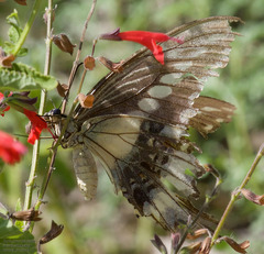 Heraclides ornythion