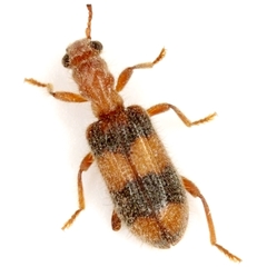 Cymatodera puncticollis