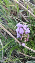 Astragalus agrestis