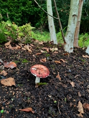 Russula
