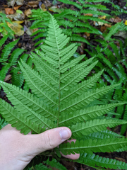 Dryopteris filix-mas