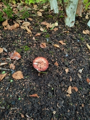 Russula
