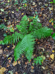 Dryopteris filix-mas