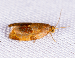 Clepsis listerana