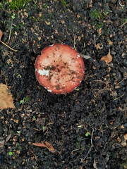 Russula