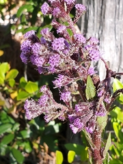 Carphephorus paniculatus