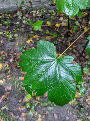 Acer pseudoplatanus
