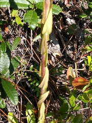 Carphephorus paniculatus