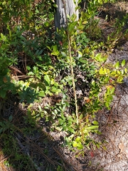 Carphephorus paniculatus