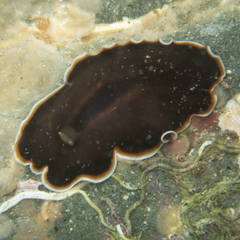 Callioplana marginata