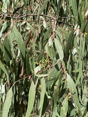 Eucalyptus viminalis viminalis