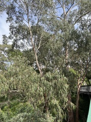Eucalyptus viminalis viminalis