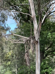 Eucalyptus viminalis viminalis