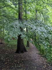 Fagus sylvatica