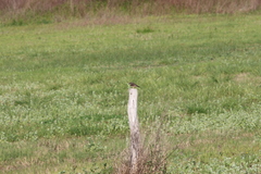 Serpophaga subcristata