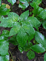 Aegopodium podagraria