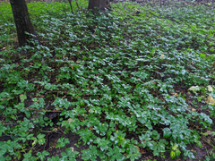 Aegopodium podagraria