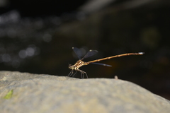 Eoargiolestes ochraceus