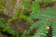 Eoargiolestes ochraceus