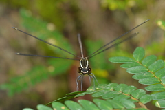 Eoargiolestes ochraceus