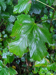 Acer pseudoplatanus