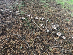 Chlorophyllum