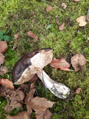 Leccinum scabrum