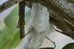 Cephisus siccifolius