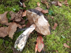 Leccinum scabrum