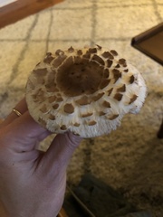 Chlorophyllum