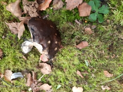 Leccinum scabrum
