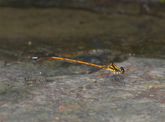 Eoargiolestes ochraceus