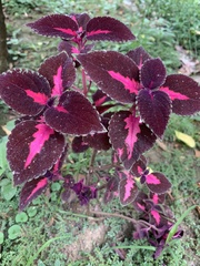 Coleus scutellarioides