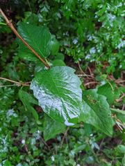 Symphoricarpos albus